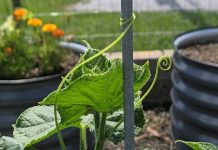 Use a Raised Bed to Expand Your Veggies garden bed ideas