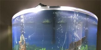 How to Set up your First Aquarium? Live Aquarium Plants Online