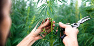 Medical Marijuana is a Booming Business Weed Online Merritton On