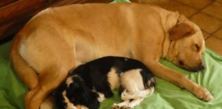 Tips for Selecting the Right Orthopedic Dog Bed large soft dog bed